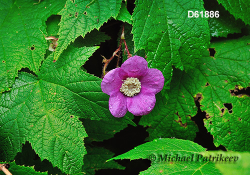 Purple-flowering Raspberry (Rubus odoratus)